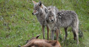Was haben Wölfe und Führungskräfte gemeinsam? Blogbeitrag Karin Rasmussen